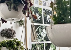 Dümmen Orange's "Welcome to the Jungle"